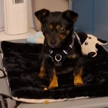 Lilly in werkkamer op stretcher.png